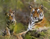 Bandhavgarh Wildlife Tours