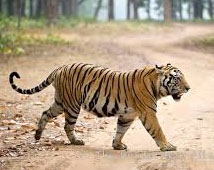 Indian Wildlife with Golden Triangle Tour