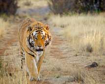 Bandavgarh Wildlife Tour Packages